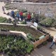 master gardeners of greene county – helping others learn