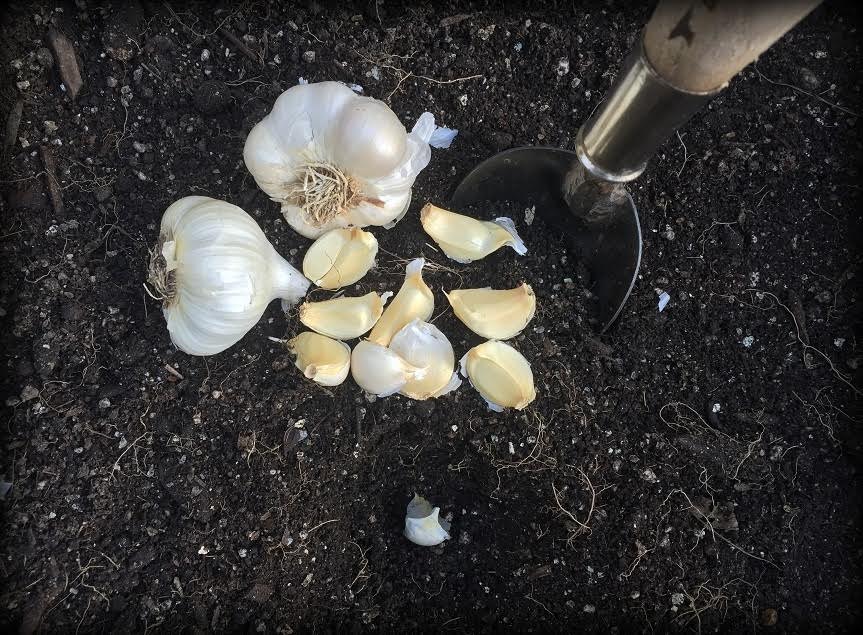 Potting Shed University: Garlic Master Gardeners of 