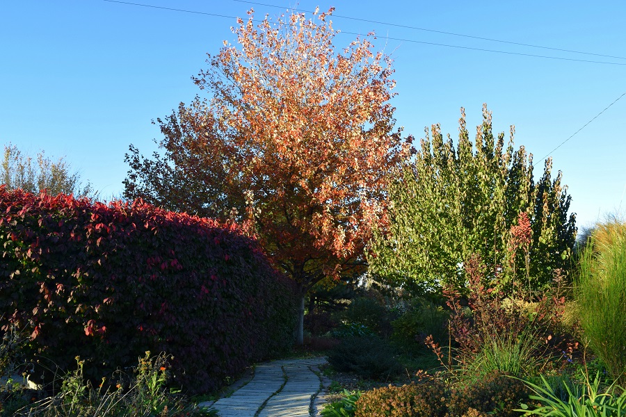 Potting Shed University: Trees for Small Gardens | Master 