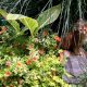 master gardeners of greene county